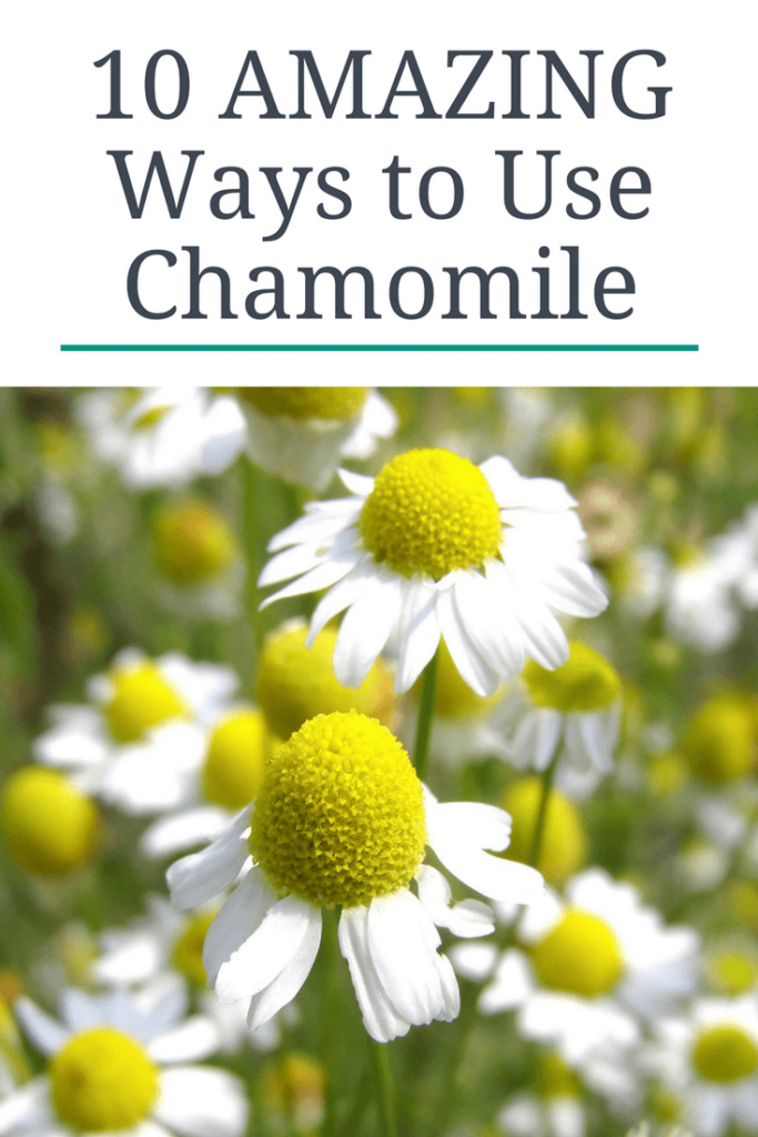 Chamomile is known for it's calming properties but did you know you can also make a natural DIY anti-itch cream? Find 10 amazing ways to use chamomile in this post | abraskitchen.com