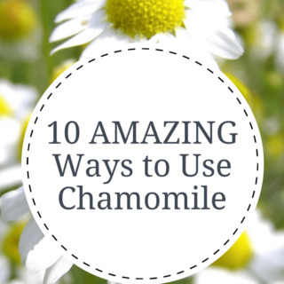Chamomile is known for it's calming properties but did you know you can also make DIY bug spray with dried chamomile flowers? Find 10 amazing ways to use chamomile in this post | abraskitchen.com