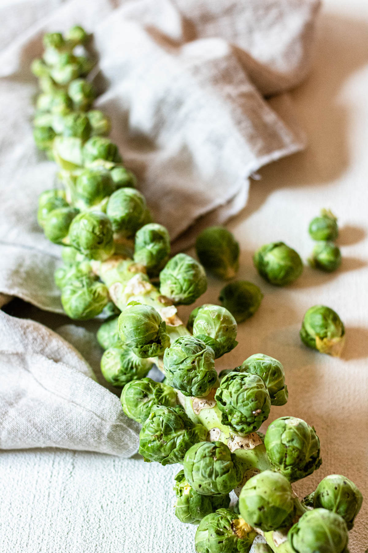 Fresh Brussels Sprouts on a stalk