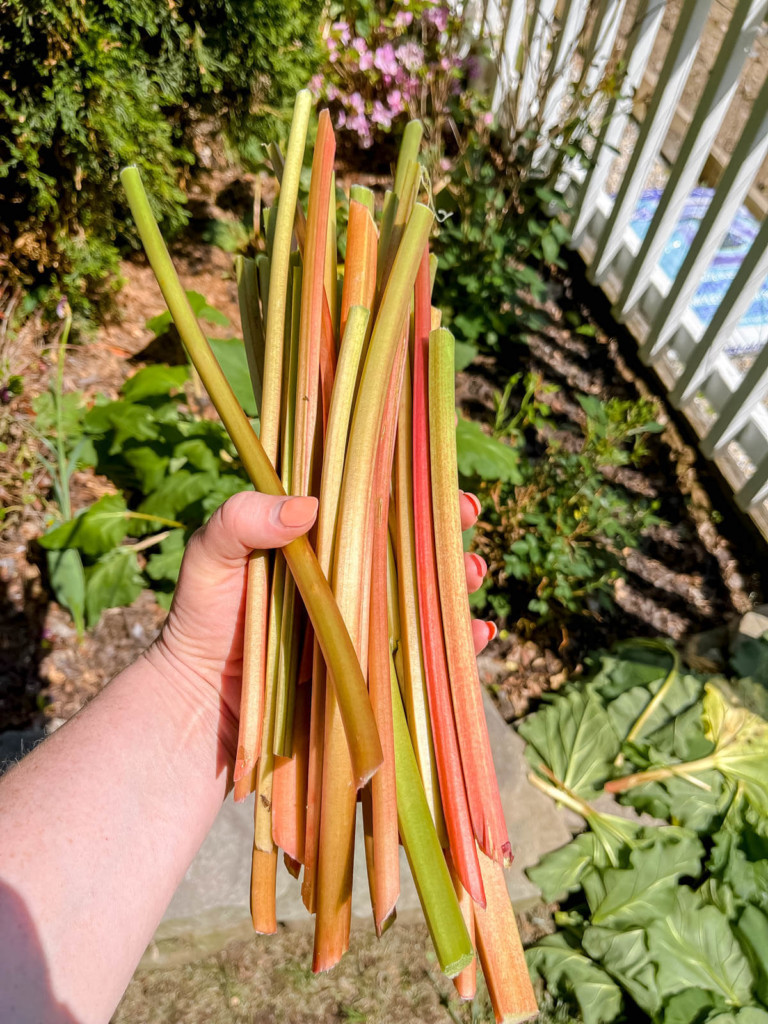 white hand holding large bunch of rhubarb