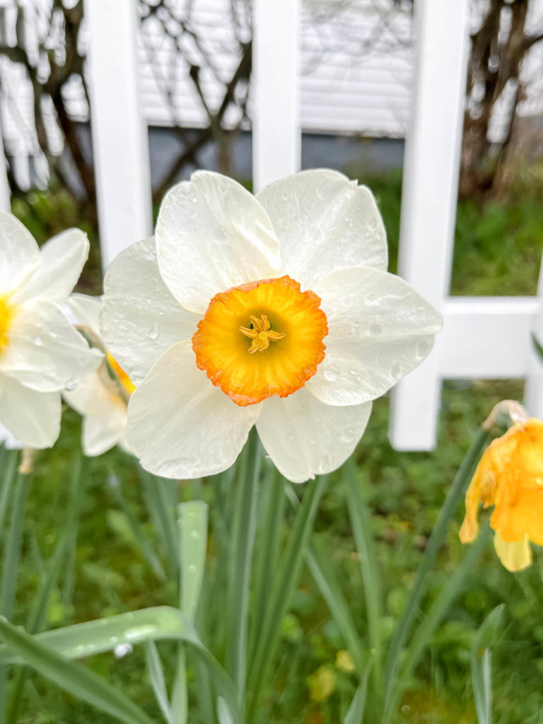 close up shot of daffodile