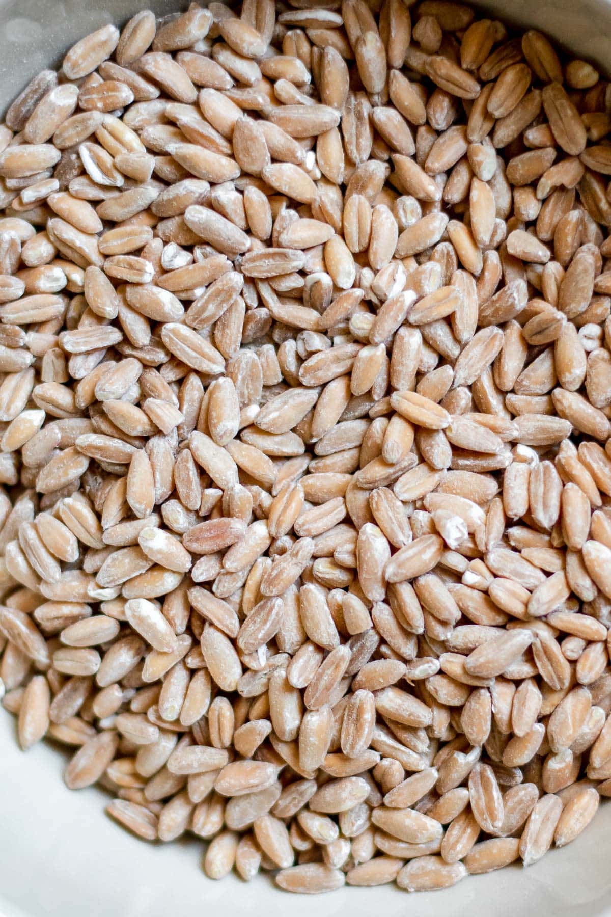 close up of dry farro